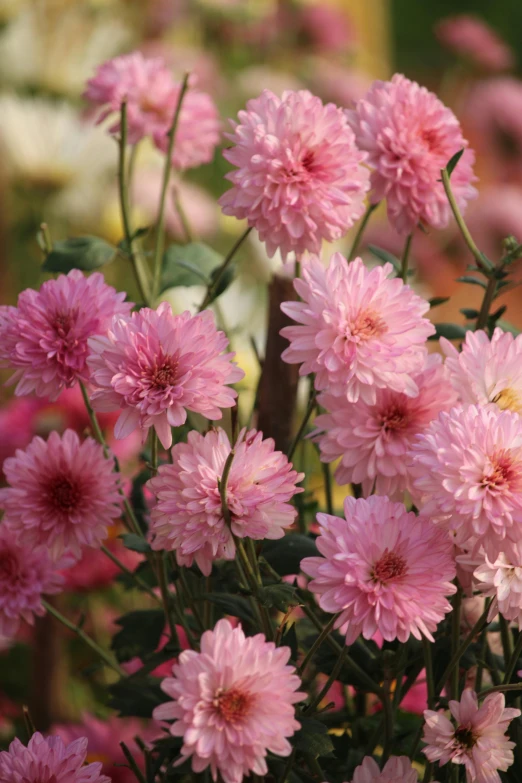 pink flowers are in bloom on a sunny day