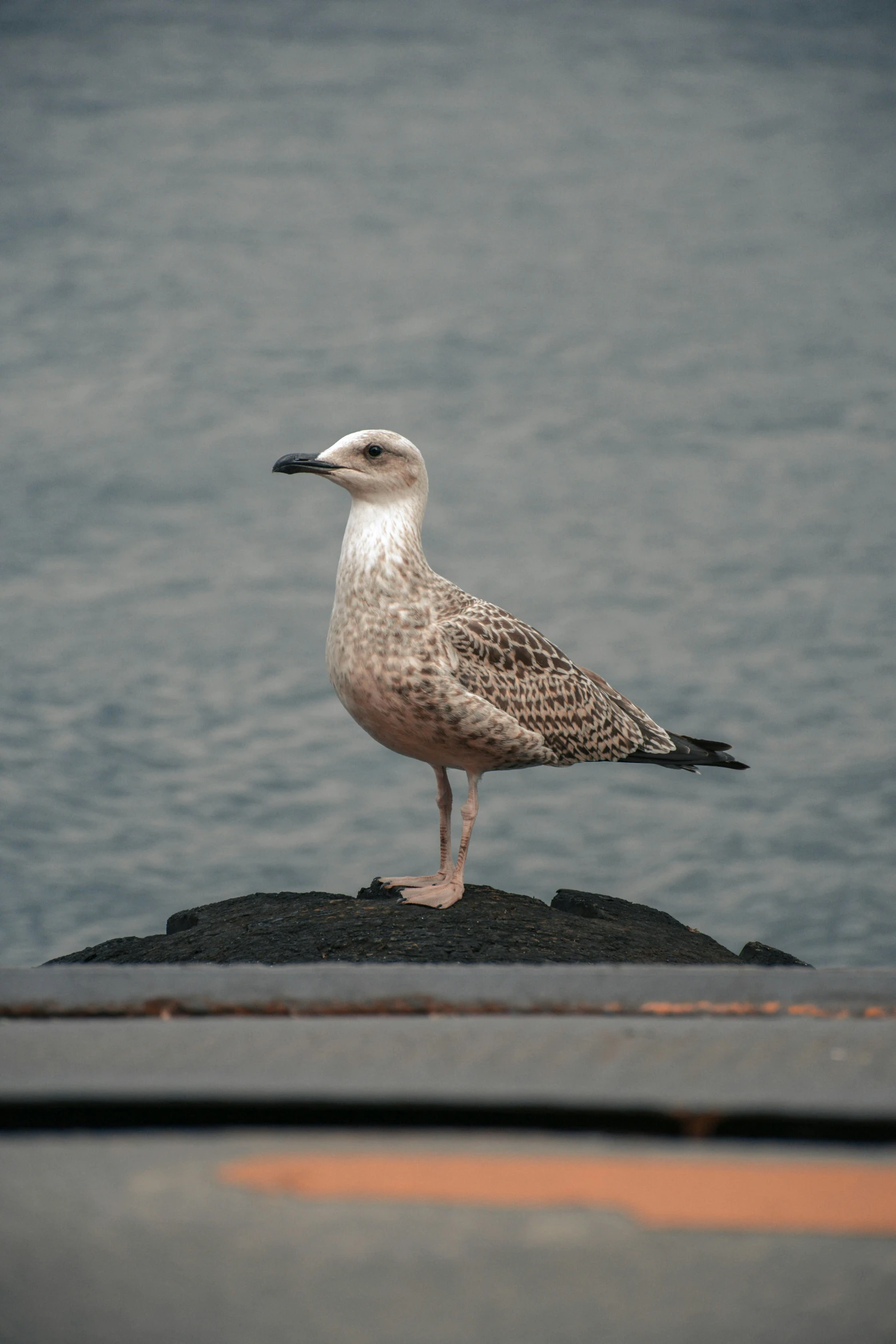 a seagull on the side of a large body of water