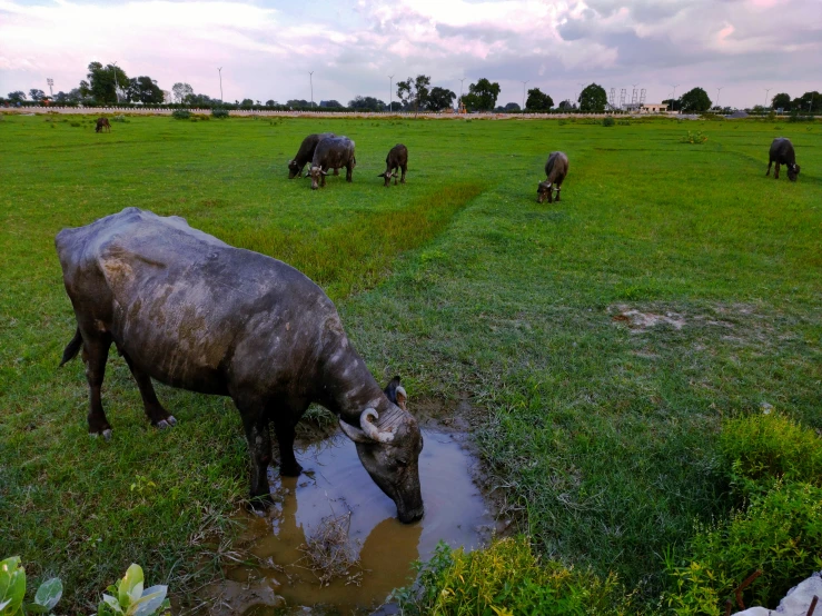 some animals are standing and drinking water in the grass