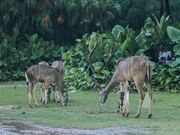 giraffes grazing in grassy area with tall trees