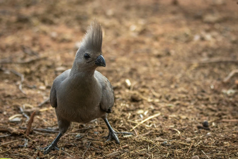 a bird walking around on dry grass, in an area