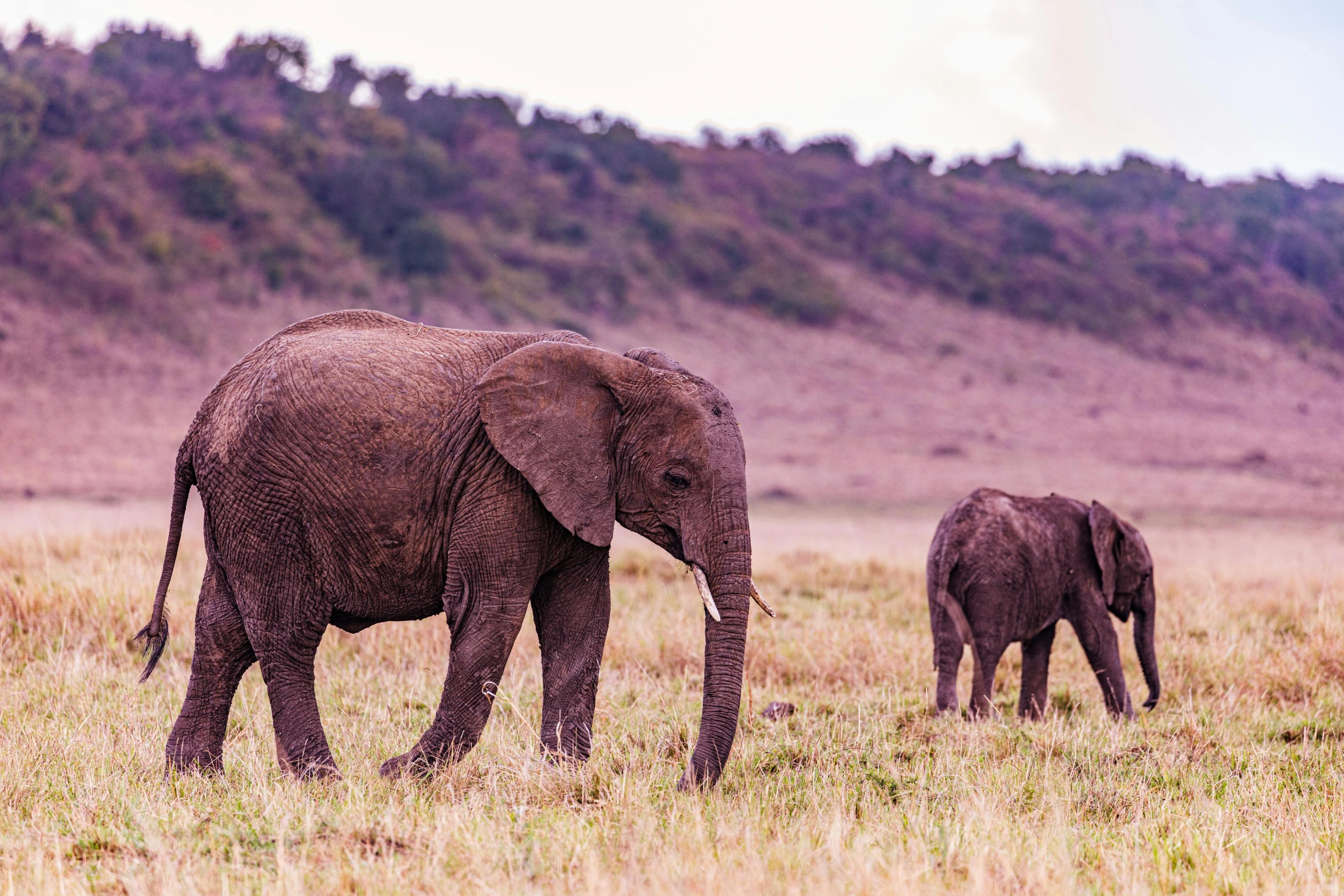 an elephant with its baby in the middle of the grass