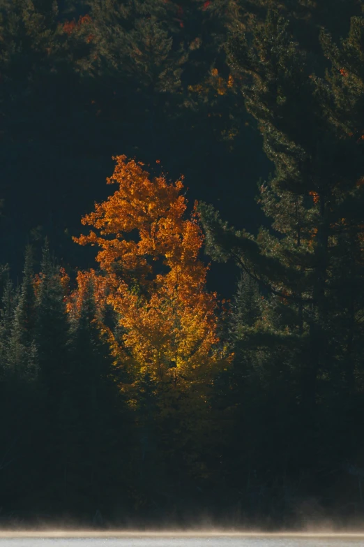 yellow tree with leaves lit up in the evening