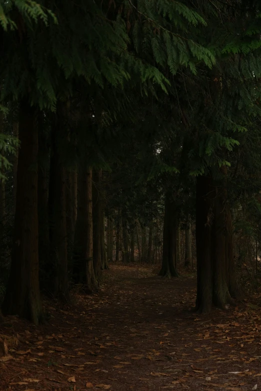 the trail winds through the forest, through which is a path with trees on both sides