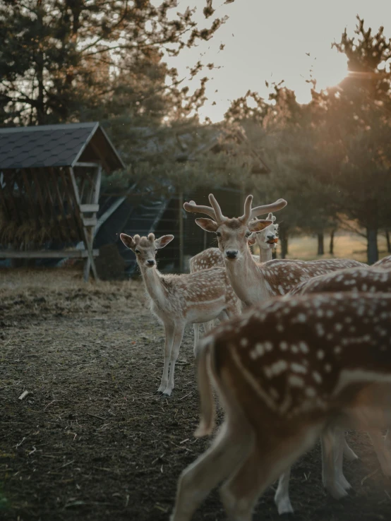 a herd of deer standing on top of a grass covered field