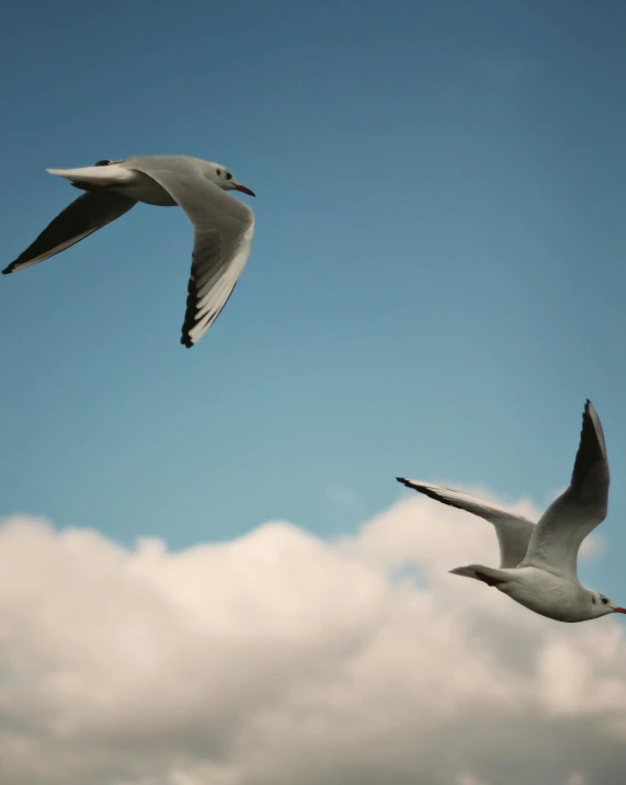 three white birds flying through the air