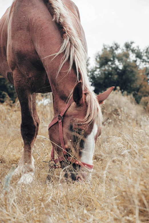 the horse is eating the grass alone