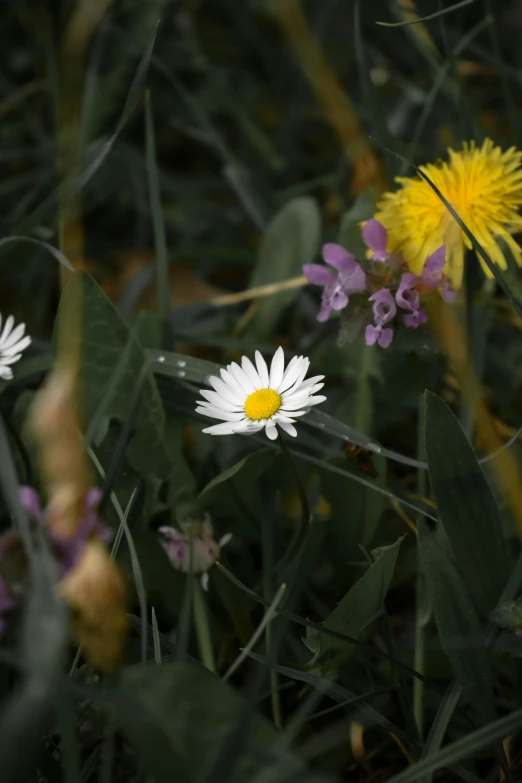 several daisies with a yellow center surrounded by purple and yellow flowers