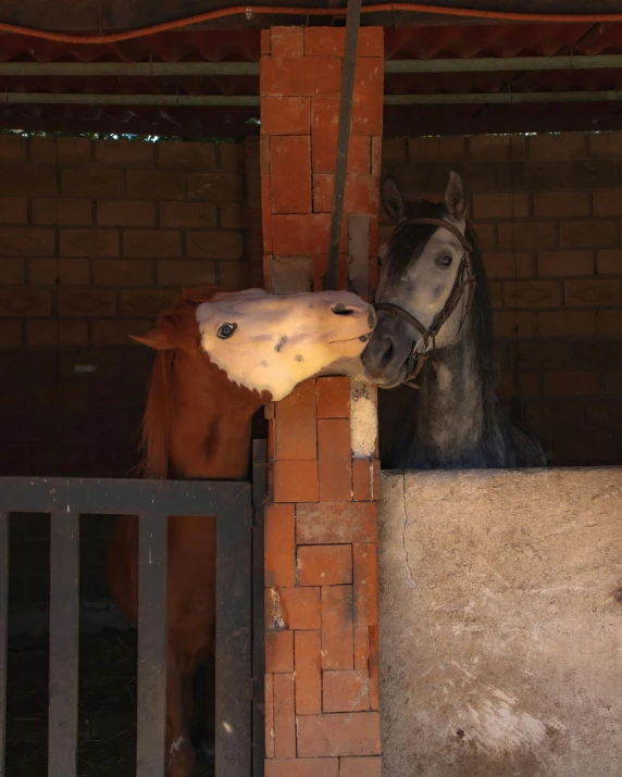 the horse looks over the gate with its mouth open