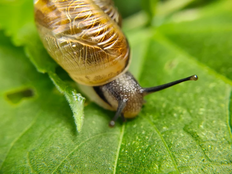 there is a snail with its head in the air