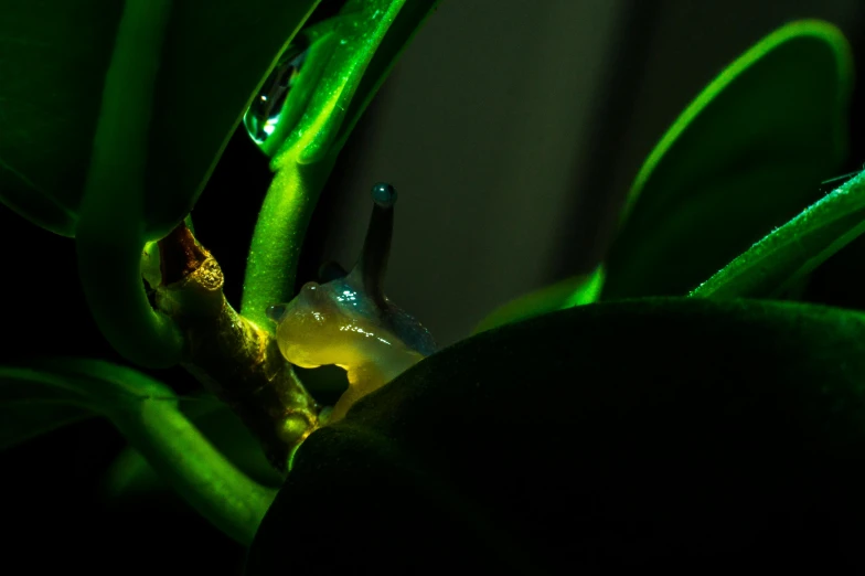 the back end of a leaf with water on it