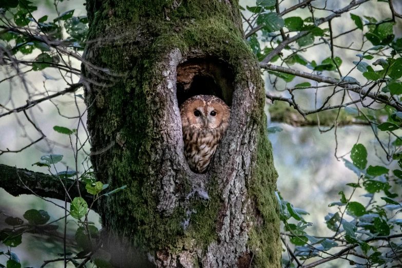 an owl peeks out of its hollowy hole in a tree