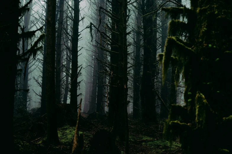 a forest filled with tall trees on a foggy day