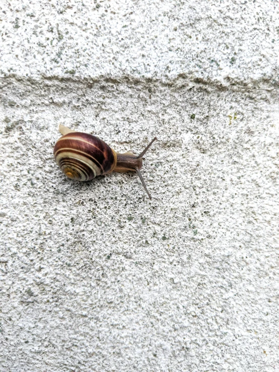 a snail that is standing on the ground