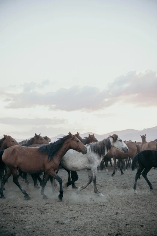 many horses in the dirt near each other
