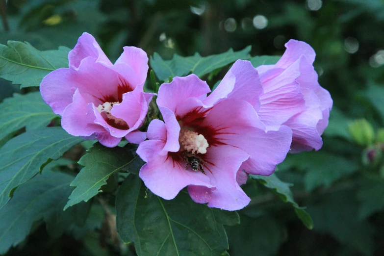 the small pink flowers are blooming next to each other