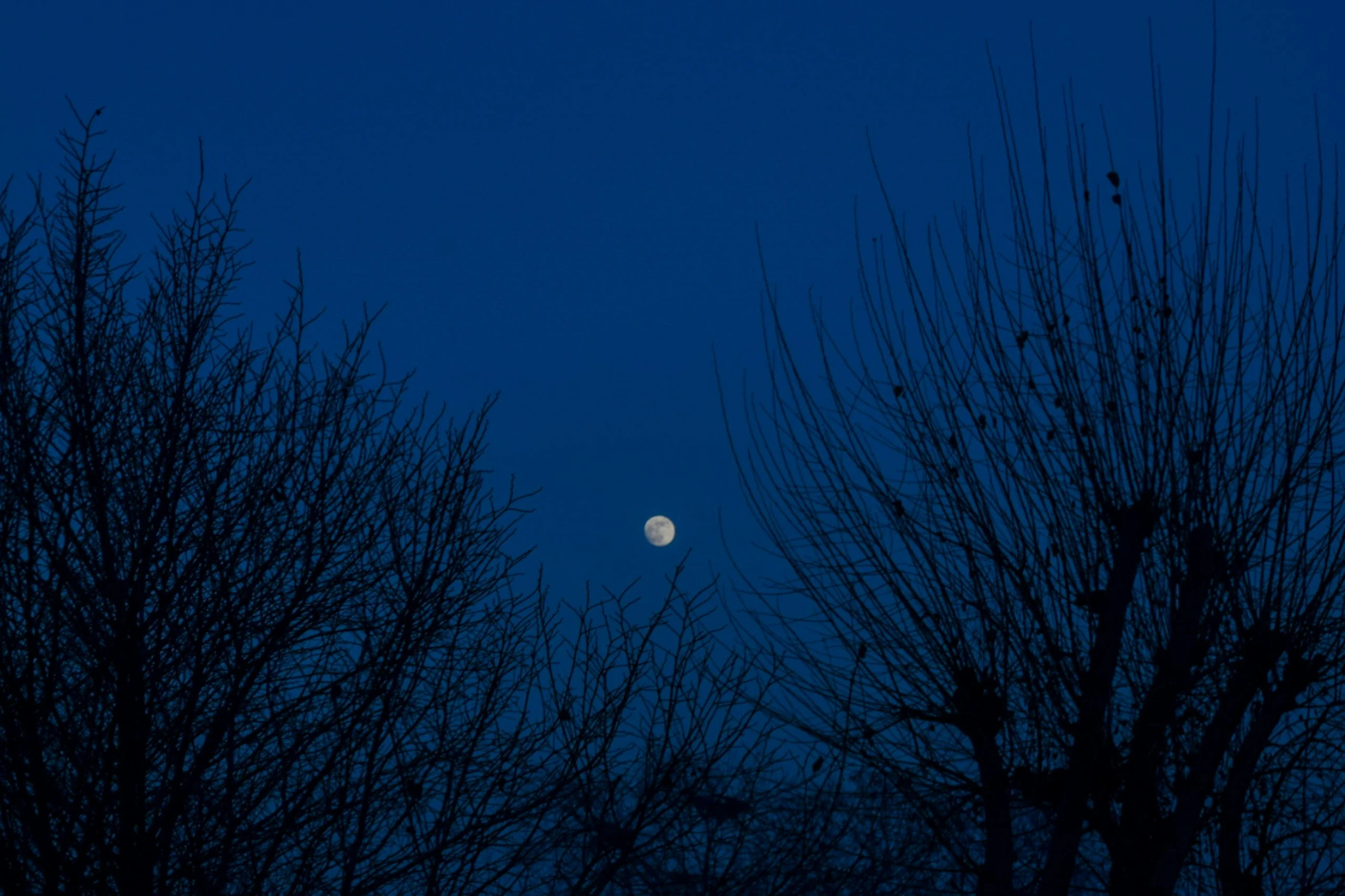 the moon is rising in a full moon sky over some trees