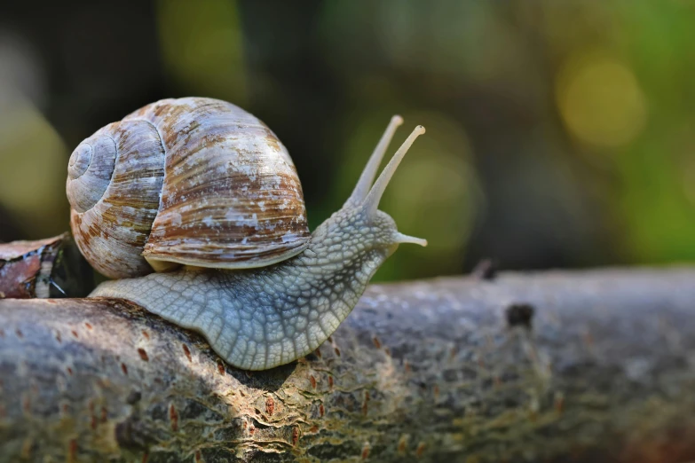 a large snail sitting on top of a wooden log