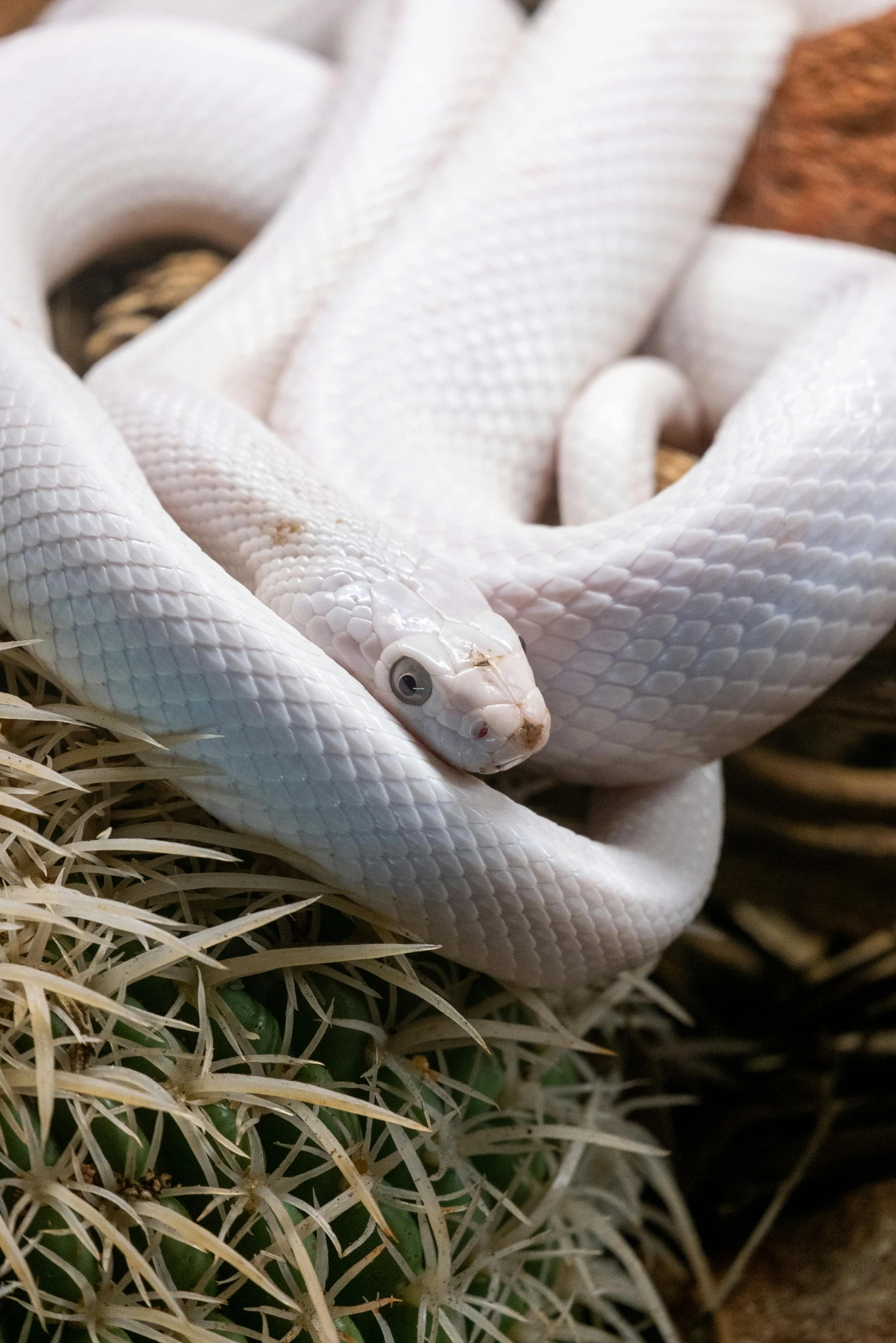 a snake is curled up on a cactus