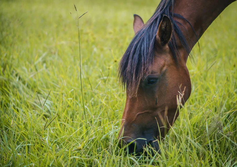 a horse eats grass in a pasture