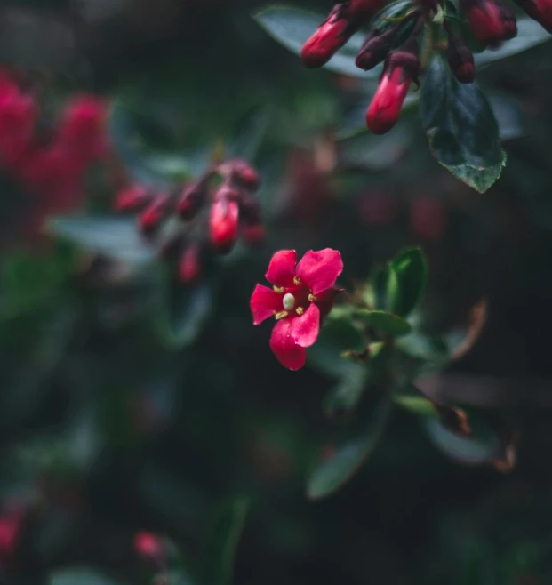 red flower and green foliage with a dark background