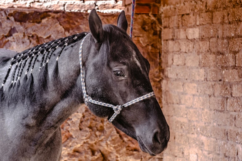 the head of a black horse, wearing a chain