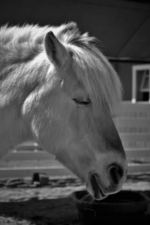 a close up of a horse near a fence