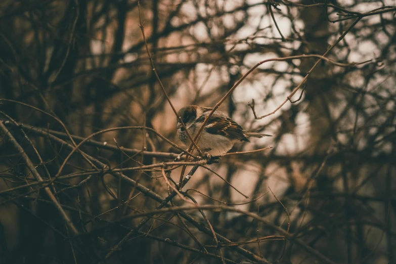 small bird perched on nch in tree during fall