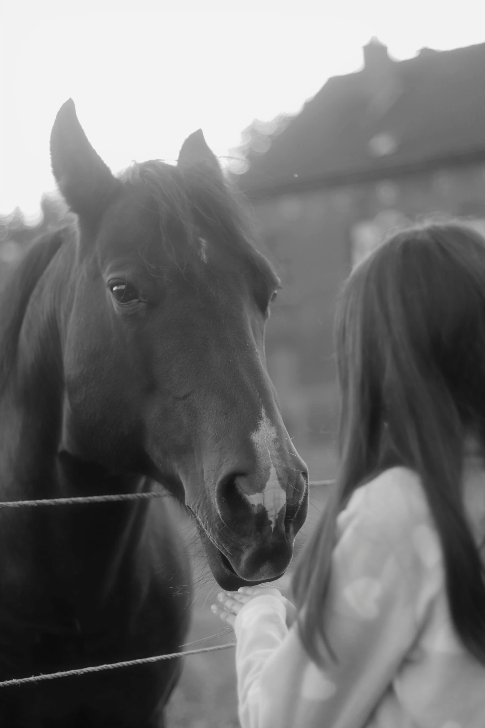 the girl is petting a horse by the gate