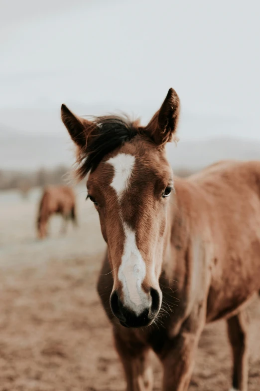 horses in a grassy field with dirt covering them