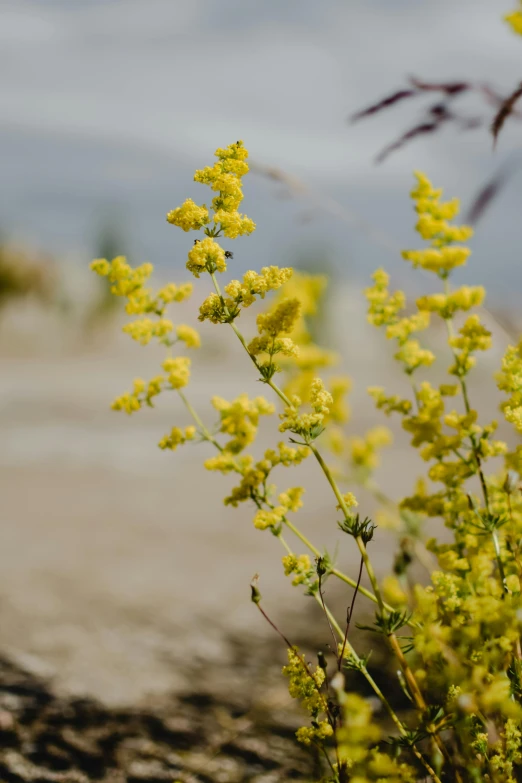 yellow plants grow on a rocky outcropping