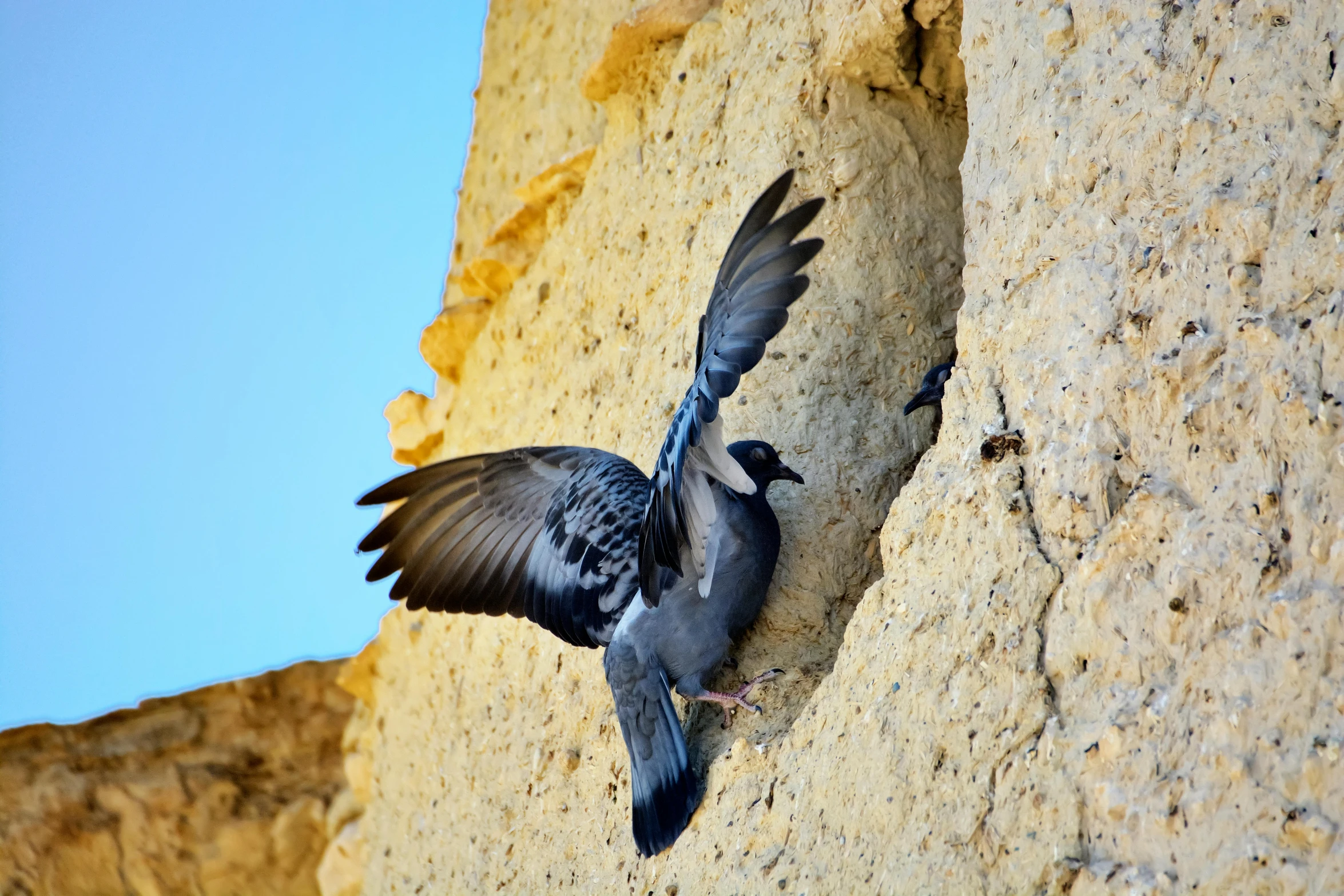 a bird is standing on the wall in front of a rock