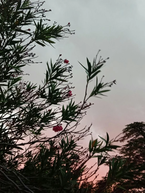 a very tall tree with a bunch of red flowers