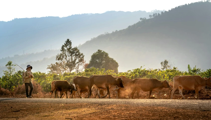 a man standing by a herd of cows on the side of the road