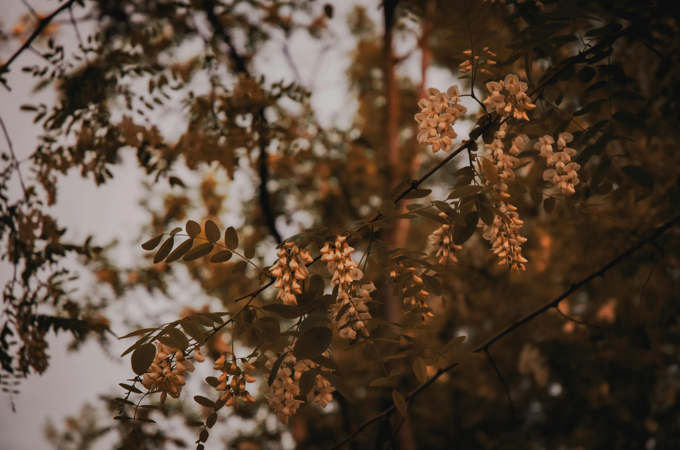 this is a nch of a tree with autumn colors