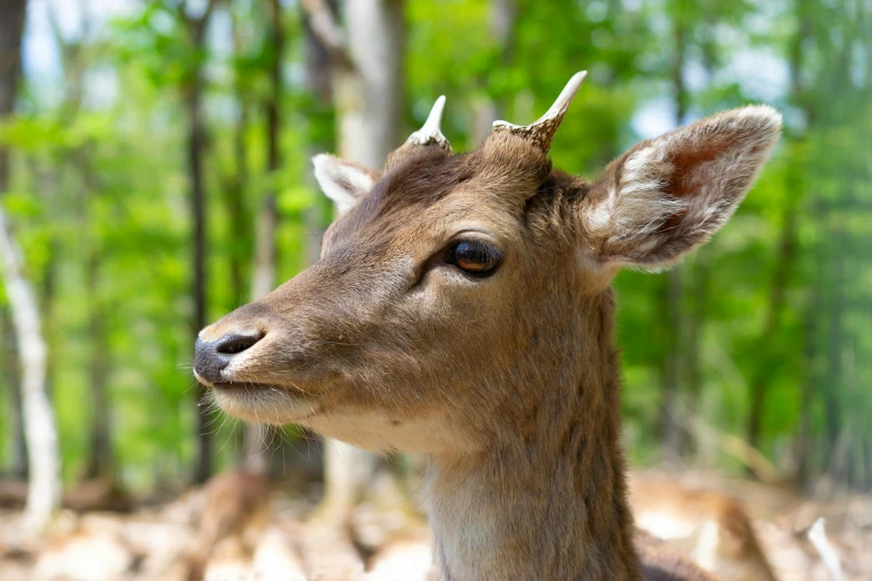 a deer stares into the distance in the woods