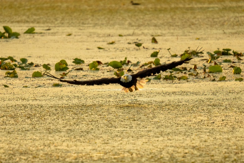 the eagle flies very close to the ground