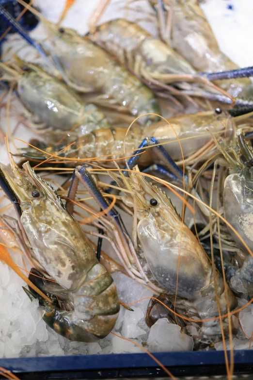 a tray full of crays on ice