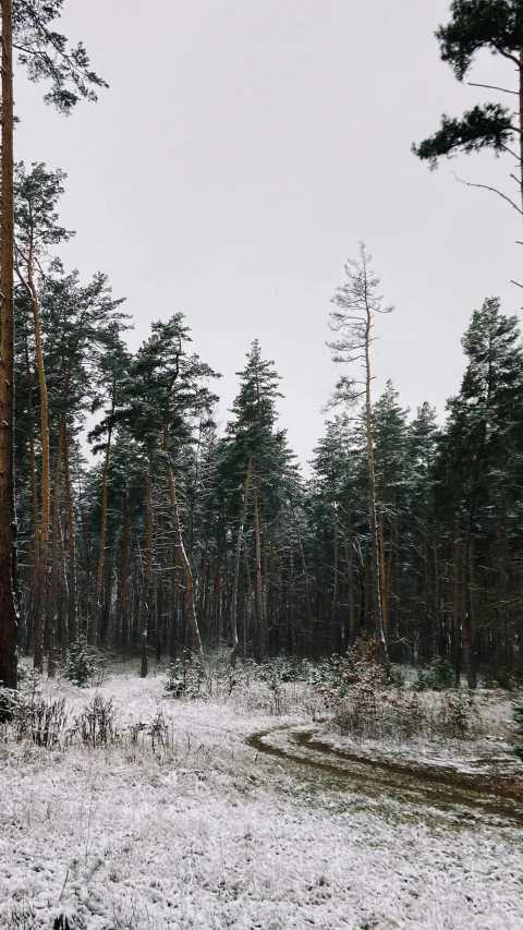 some trees and snow on a snowy day