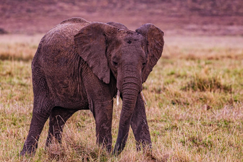 an elephant that is walking in some tall grass