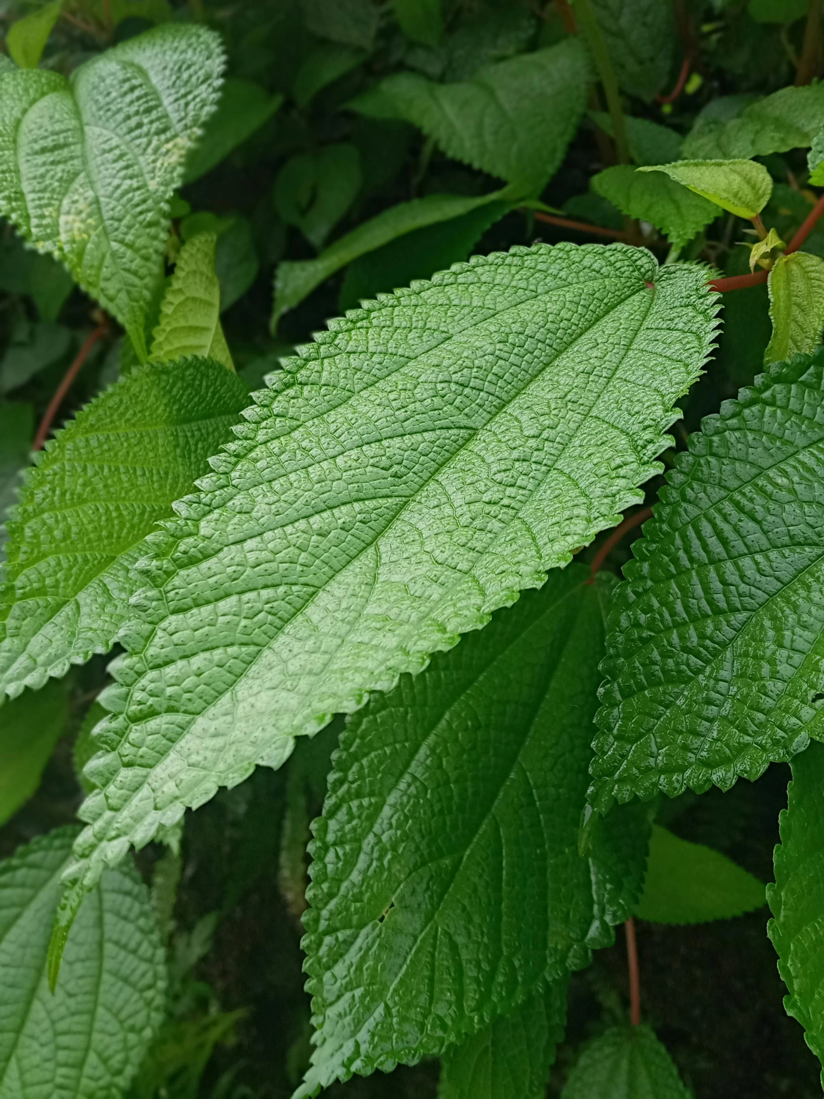 large green leaves are standing in the grass