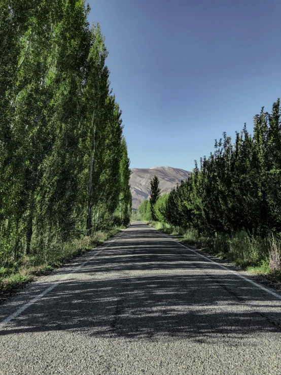 a long road with trees along the sides