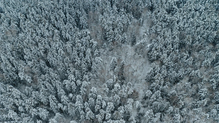 an aerial view shows a forested area surrounded by evergreens