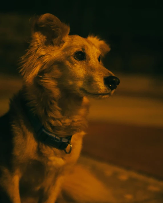 a brown and black dog with a blue collar on