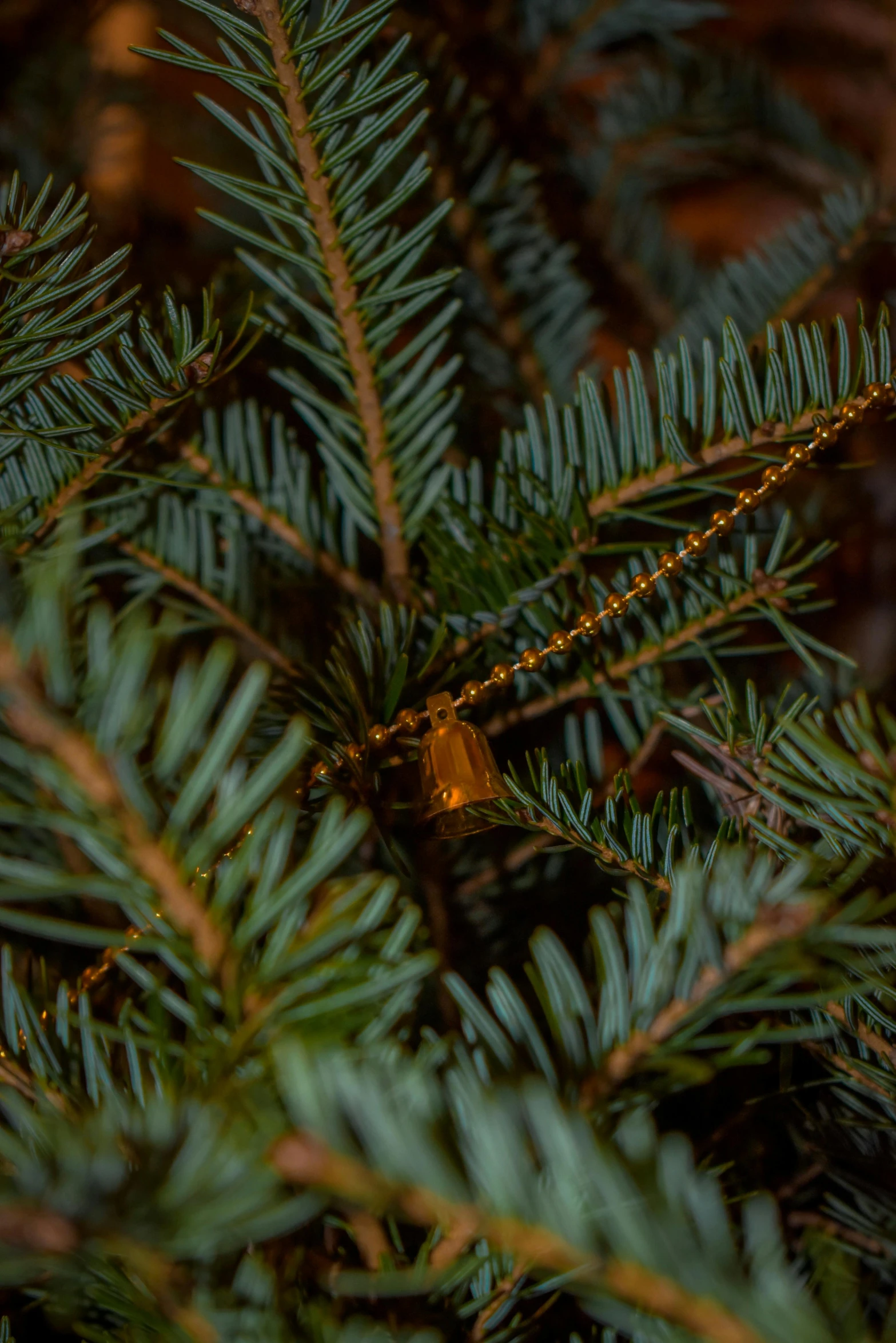 a piece of bread hanging from a fir tree