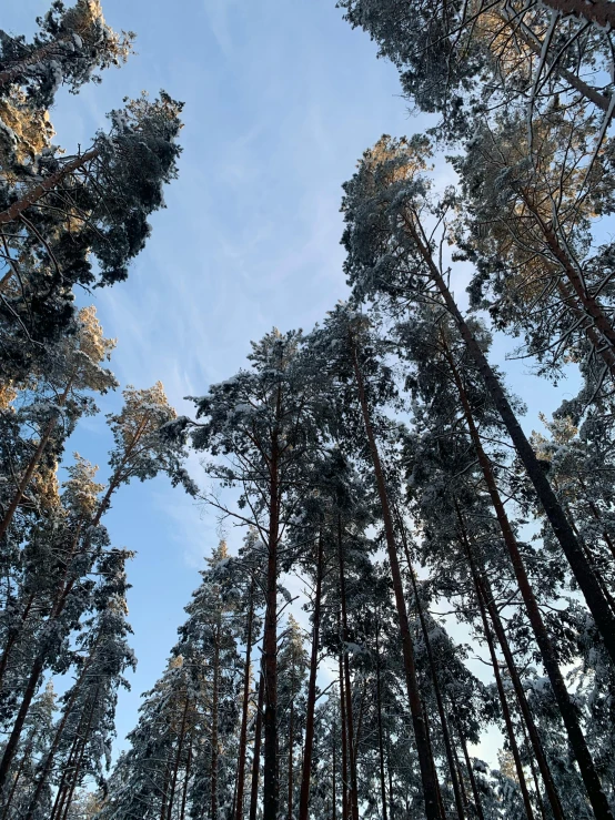 trees with leaves on the bottom are looking up