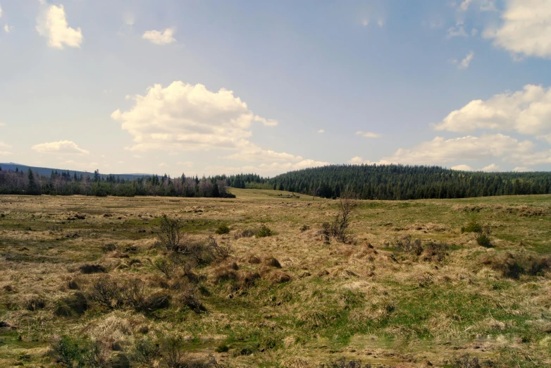 the countryside is full of grass and trees