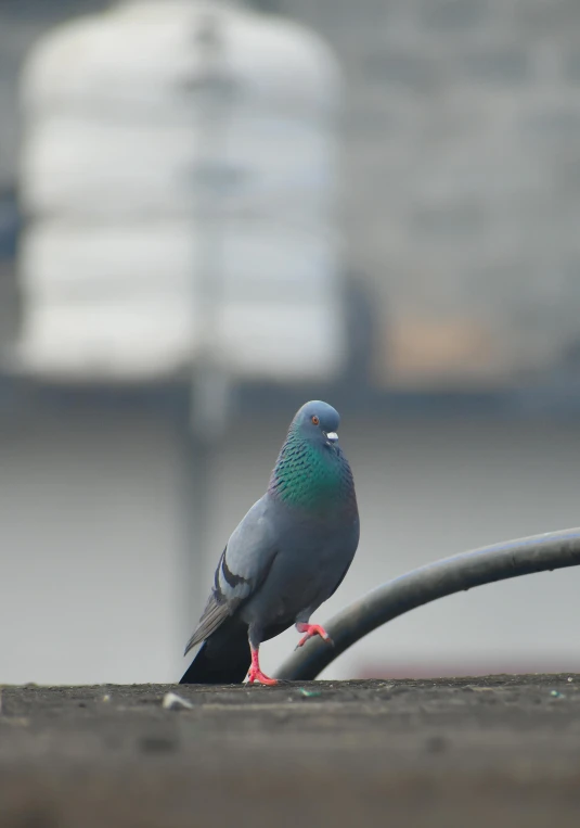 a gray bird sitting on top of a parking meter