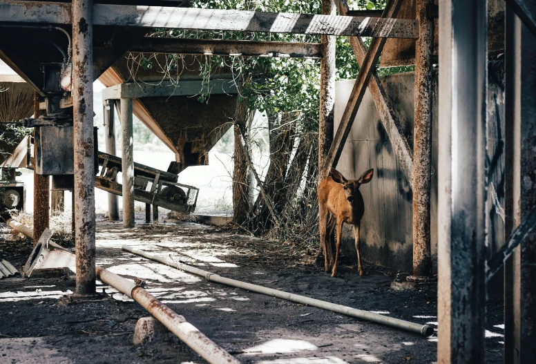 an open structure with a single cow standing in it