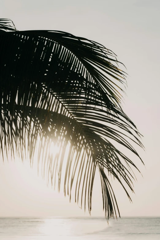 silhouette of palm tree with sun reflecting in the water